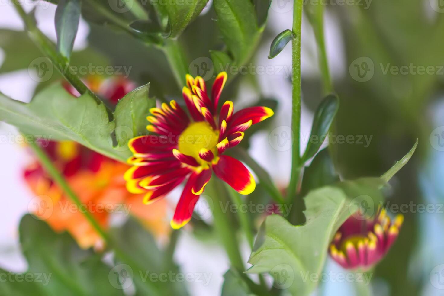 Chrysanthemum bouquet on the light soft background. photo