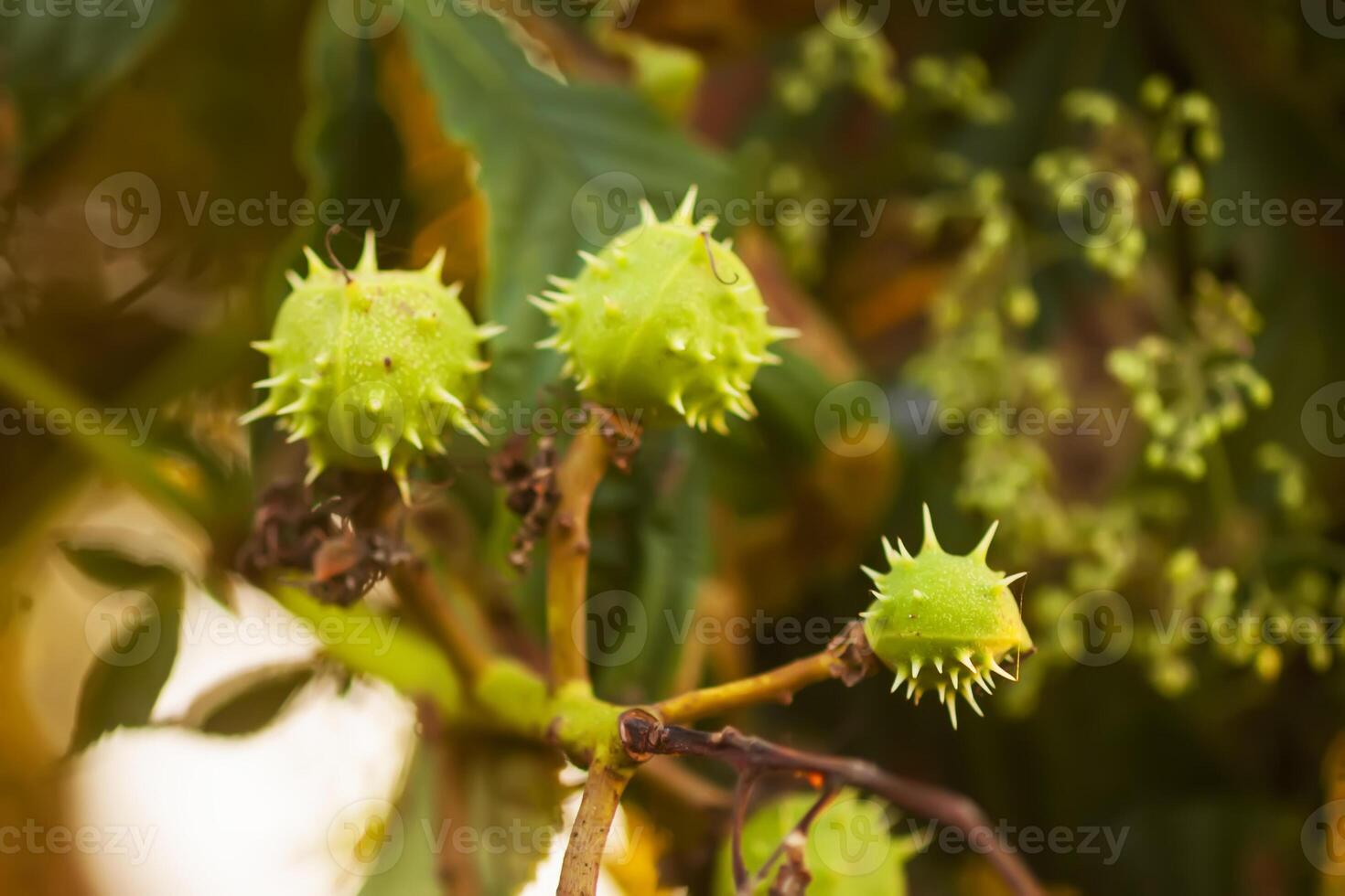 Young chestnuts on the tree branch. photo