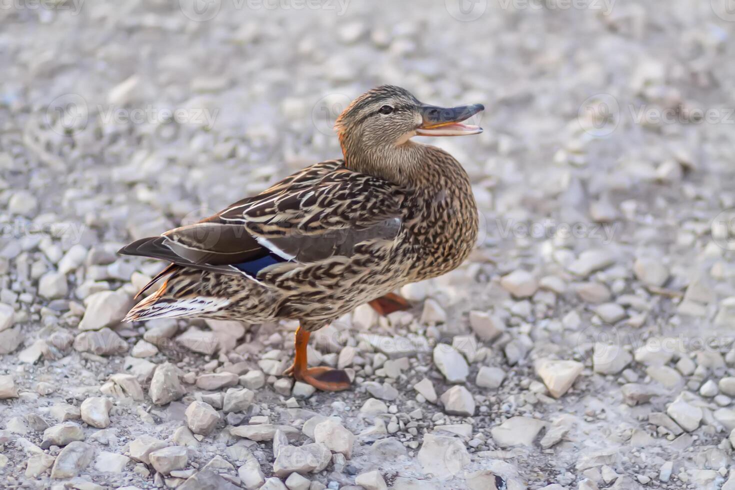 Wild duck bird on the asphalt road. photo