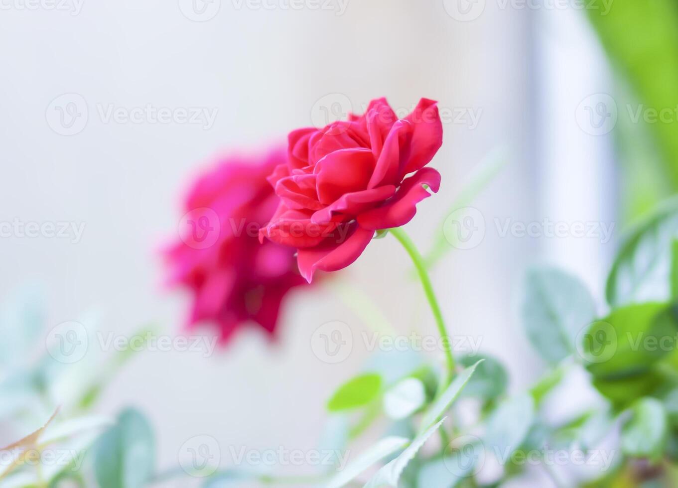 Rose flower in a flower pot. Decorative house plant. photo