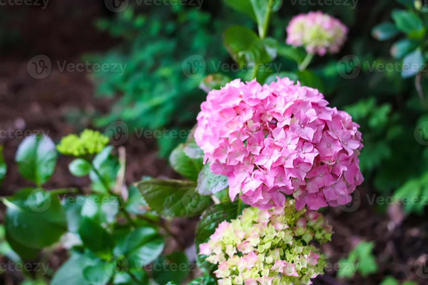 Pink hortensia floral background. Hydrangea plant. photo