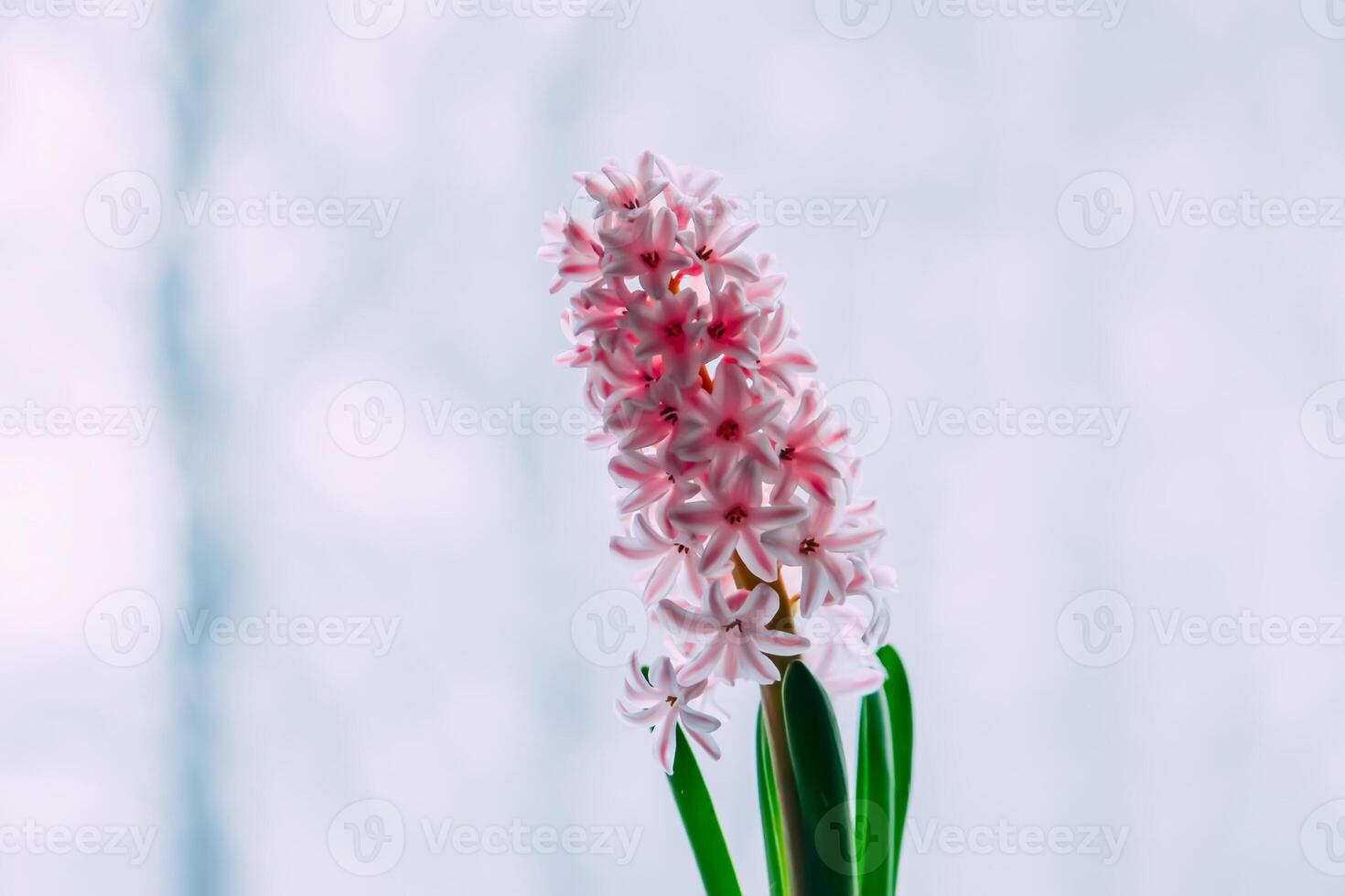Beautiful potted pink hyacinth flower in home interior. photo
