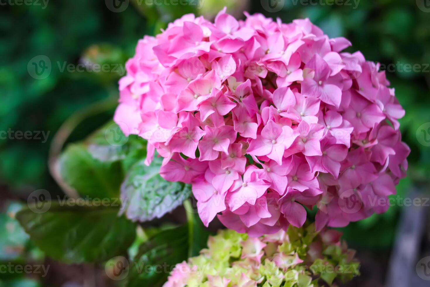 Pink hortensia floral background. Hydrangea plant. photo
