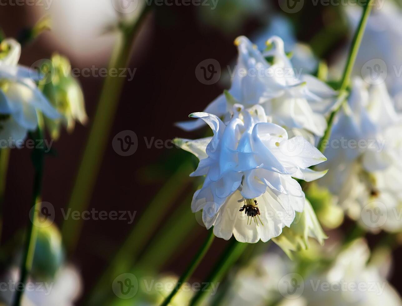 Aquilegia flowers in summer garden. photo