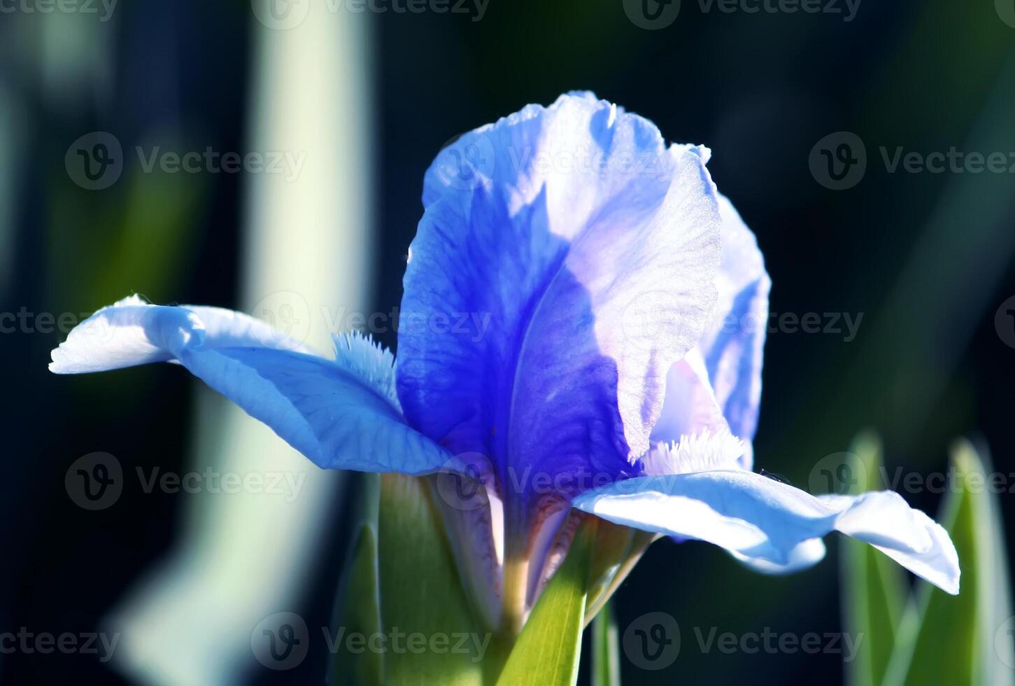 Bright irises in the park photo