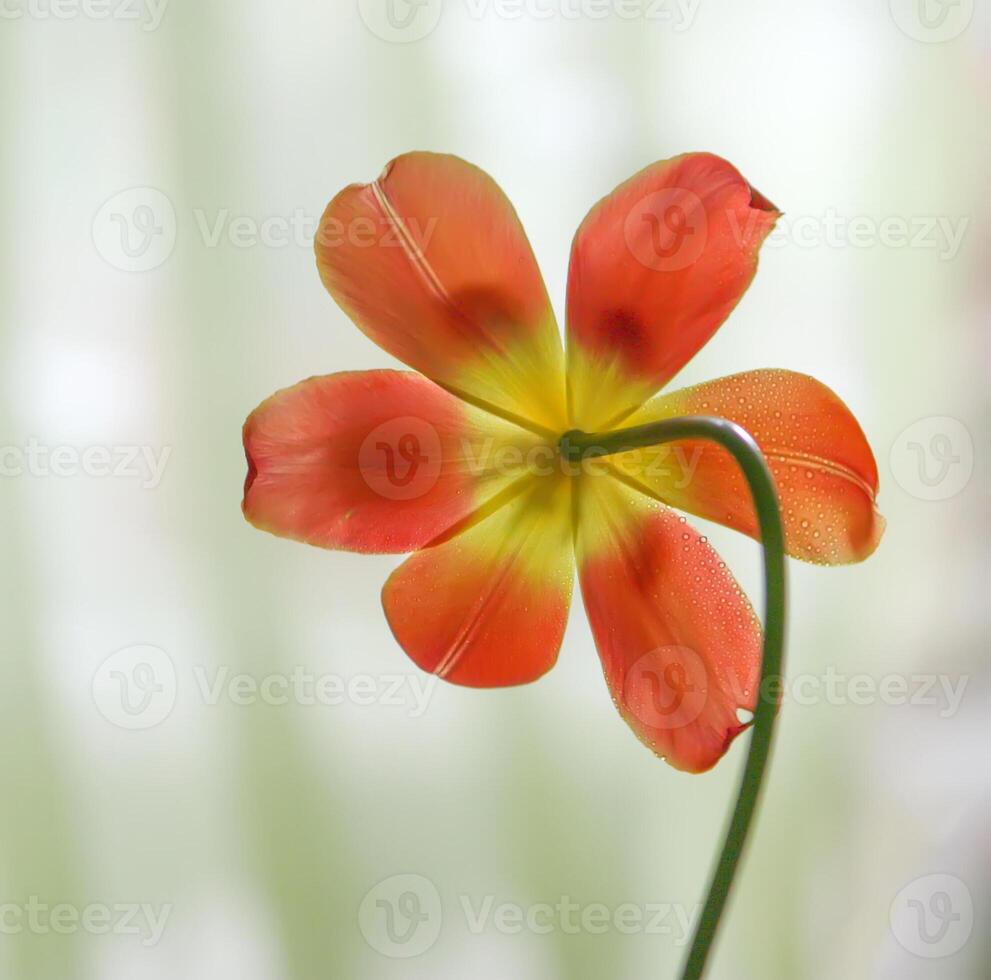 Spring tulip flowers. photo