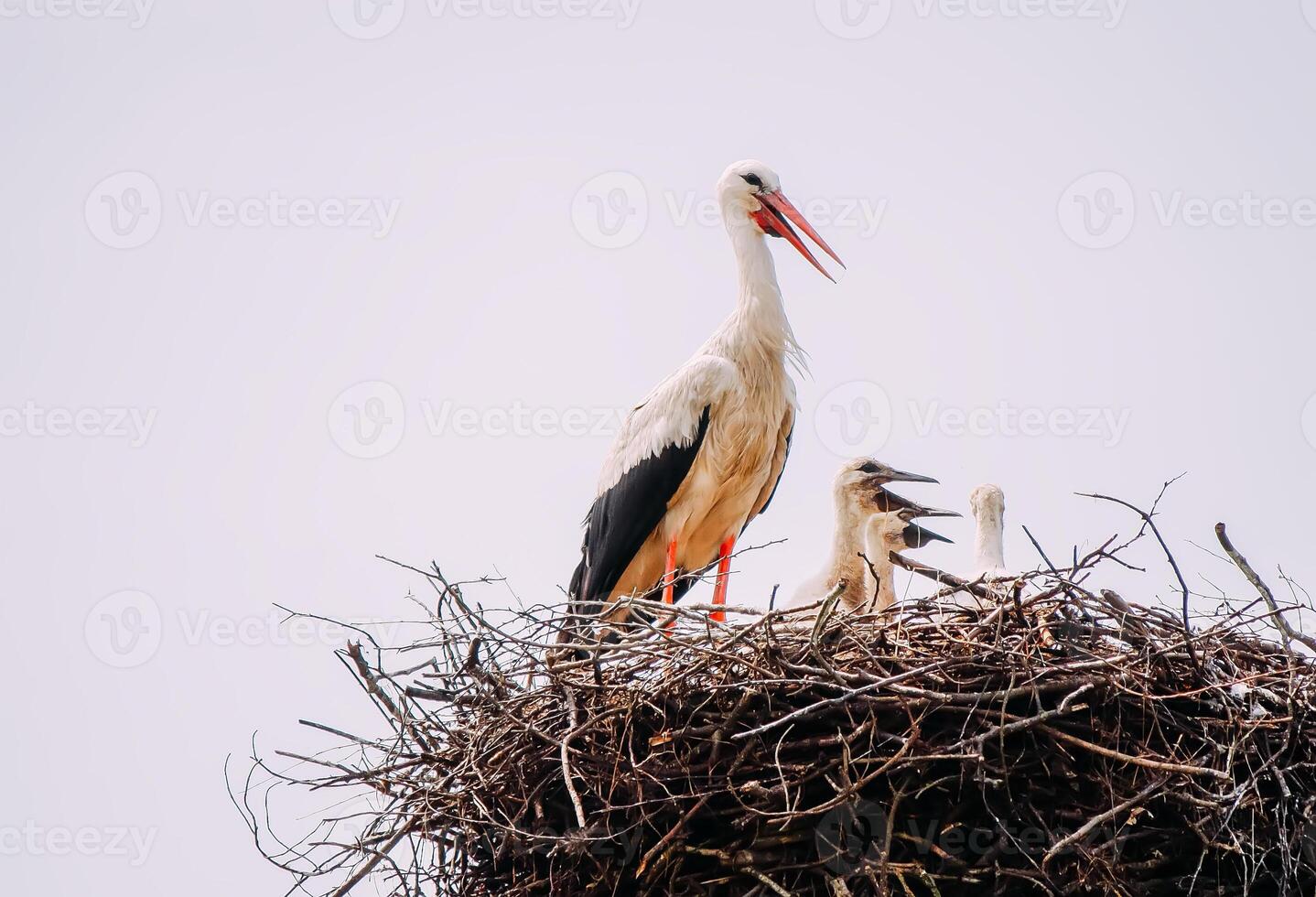 Storks returning to their nest. photo