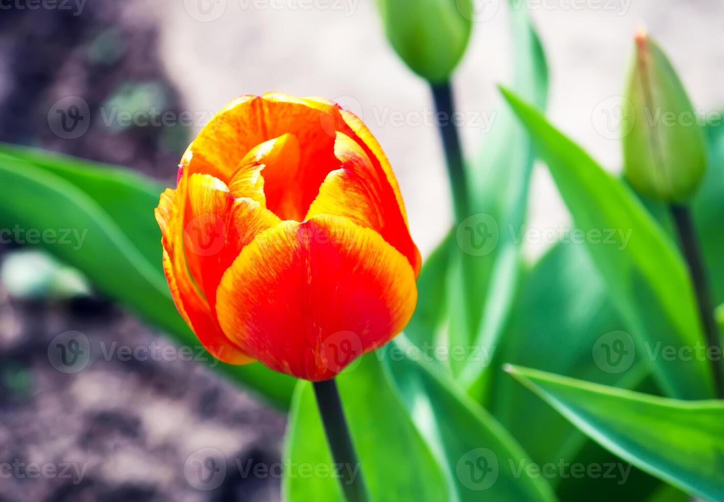 Spring tulip flowers. photo