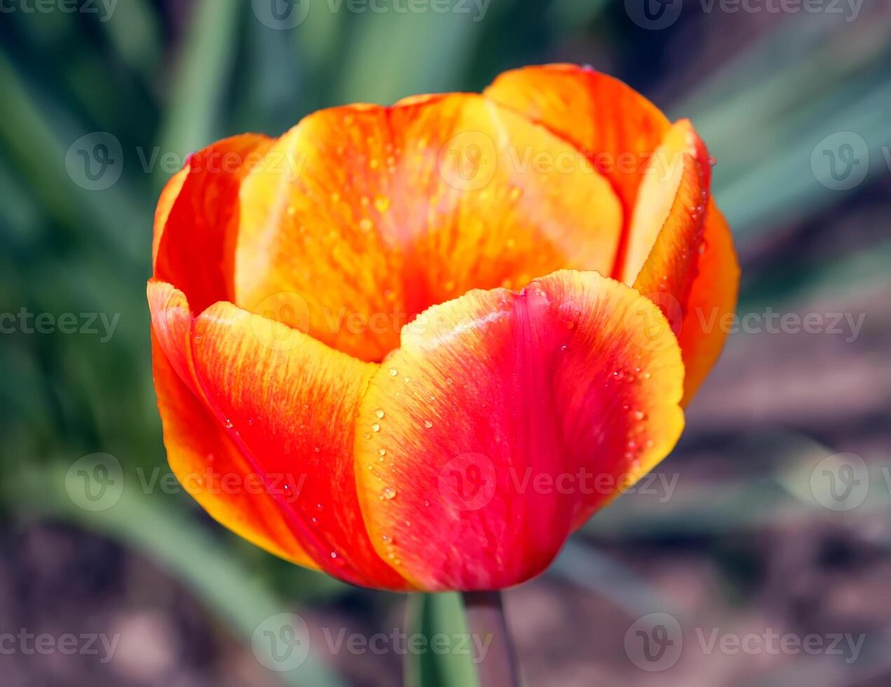 Red tulip flowers close up. photo