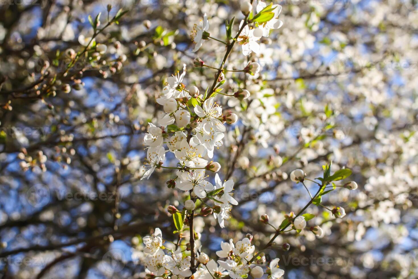 Bunches of appe tree blossom with white flowers against the blue sky background. photo
