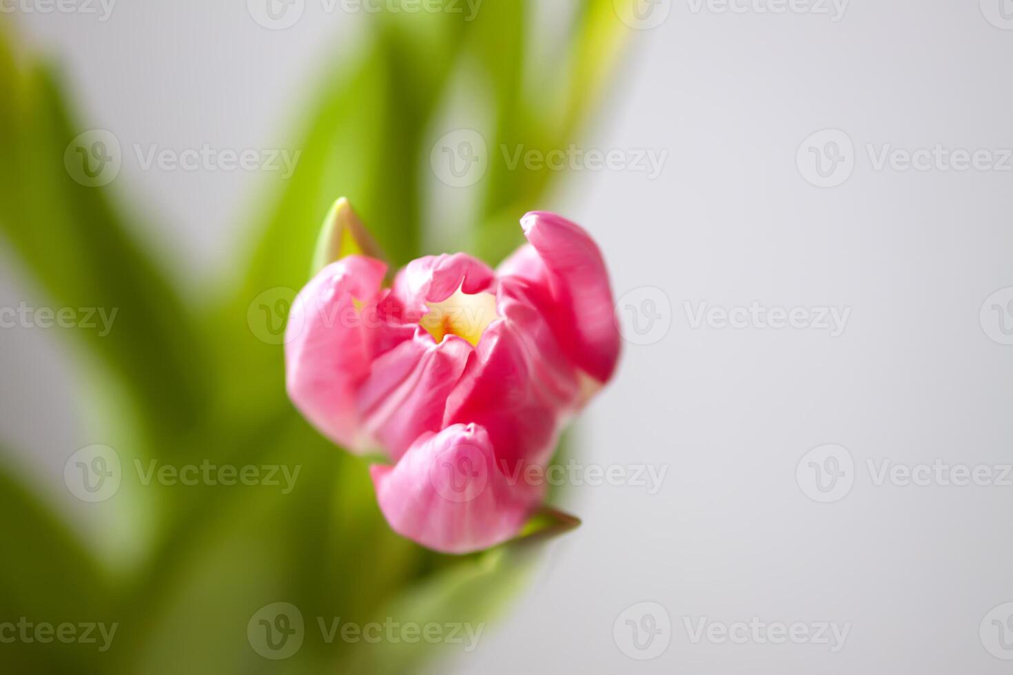 Pink tulip flowers. Beautiful spring floral composition. photo