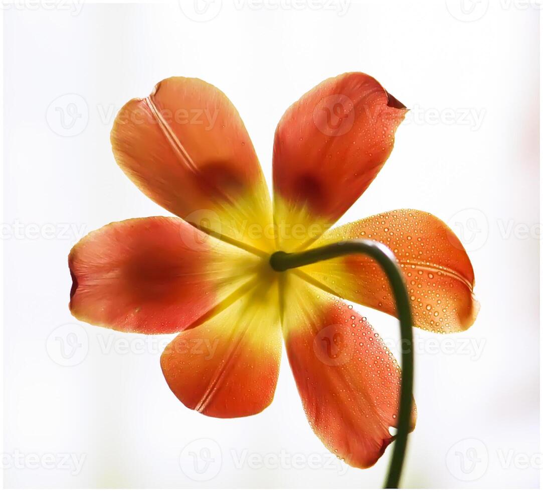 Spring tulip flowers. photo
