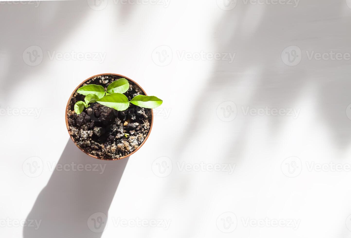 House plants in pot. Home decor. photo