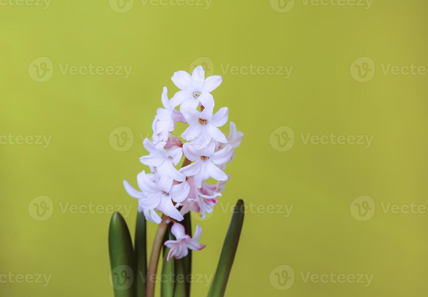 Hyacinth flower on green background. Potted house plant. photo