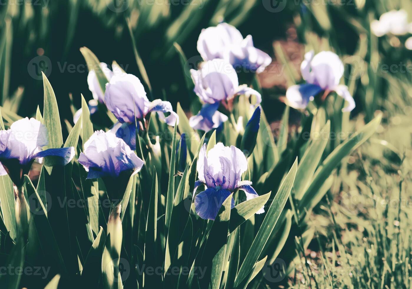 Bright irises in the park photo