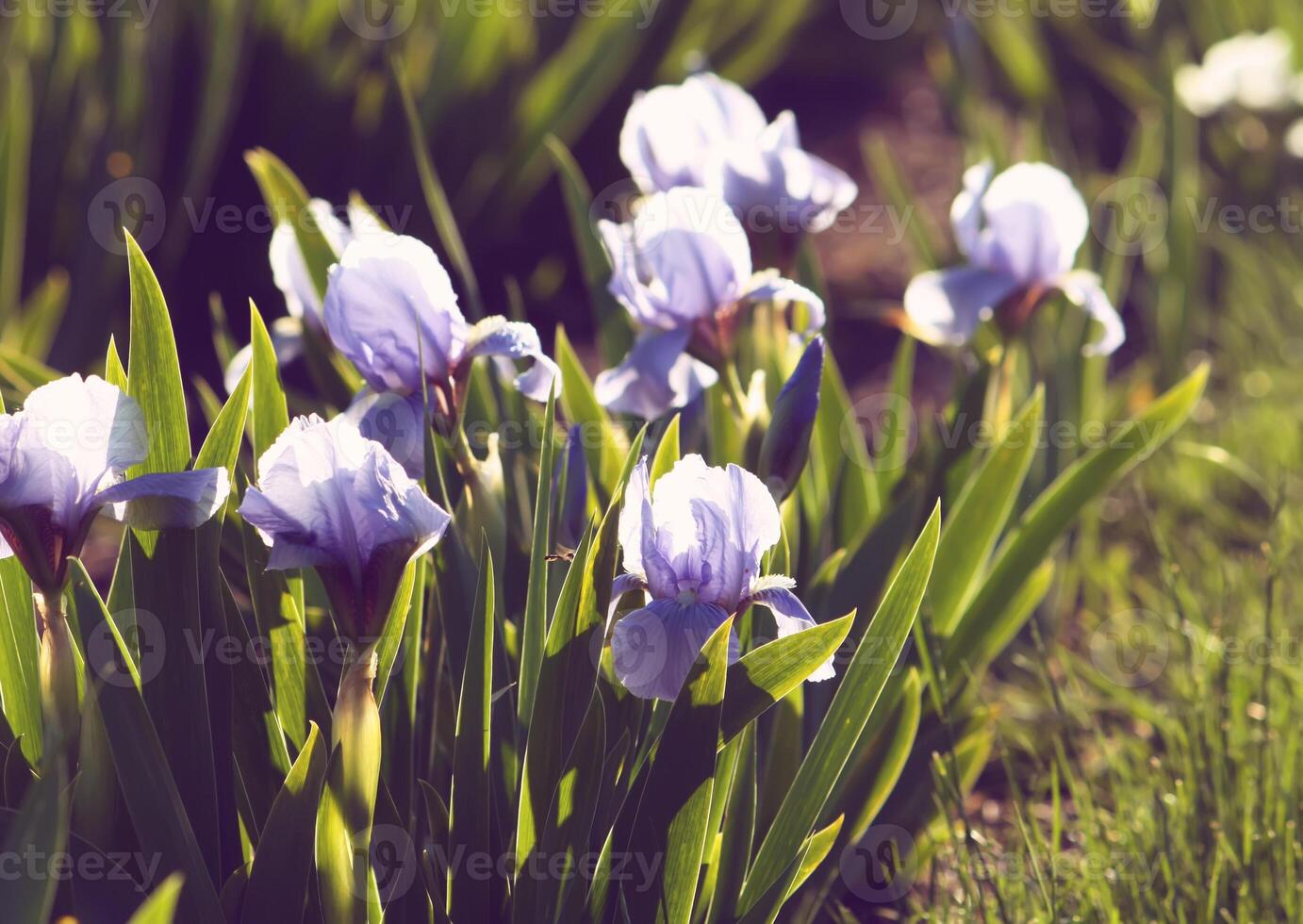 Bright irises in the park photo