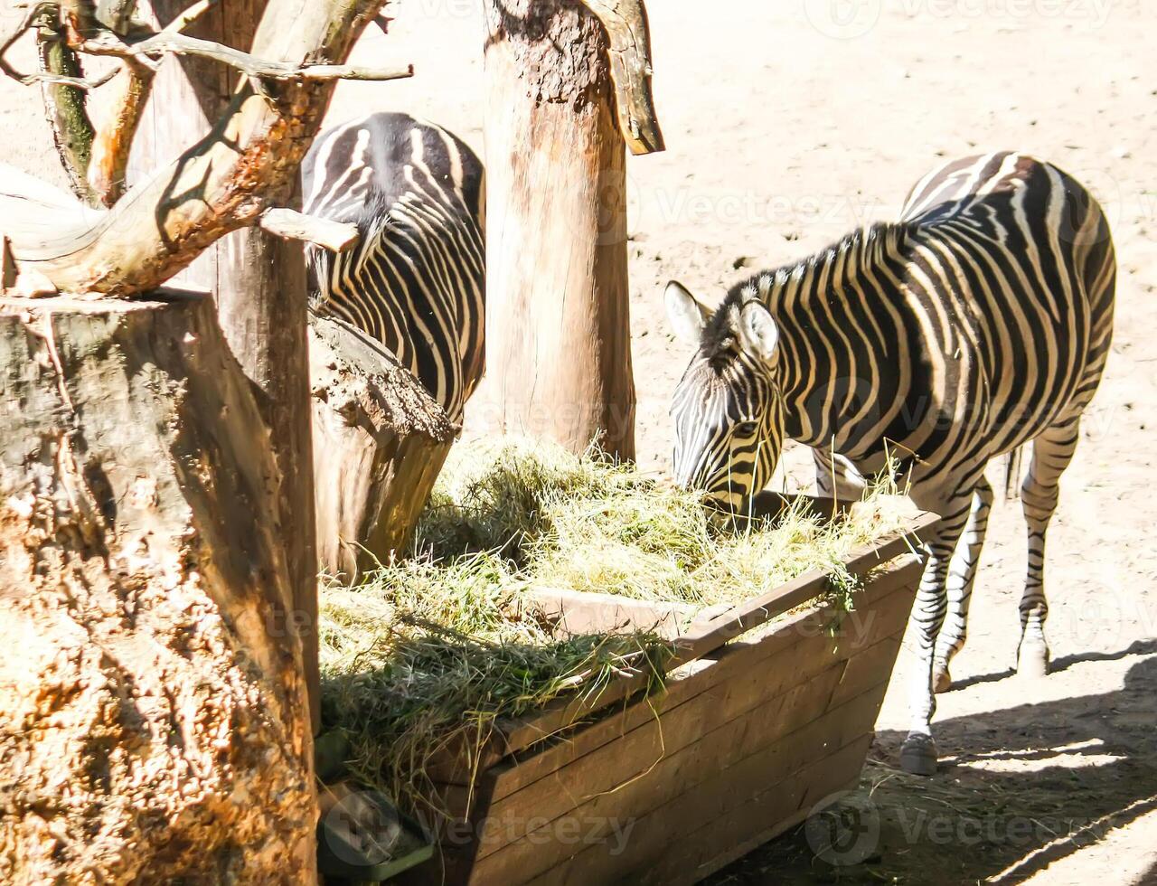 Common Zebra, Equus quagga beautiful striped animals eating dry hay in feeder. photo