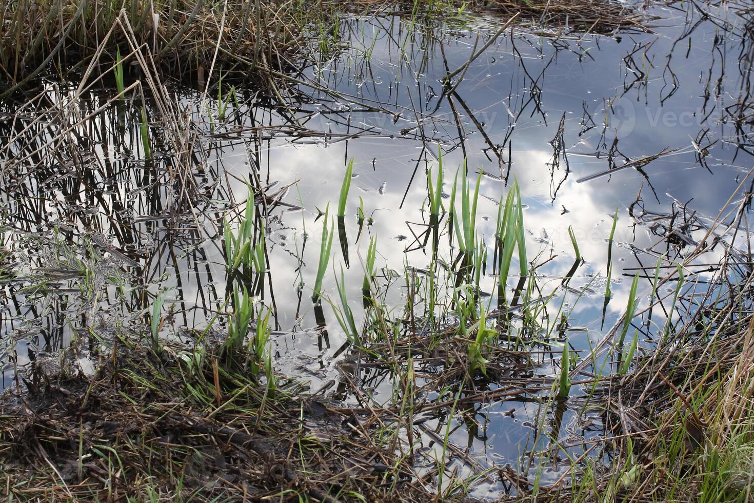 Swamp in the forest. photo