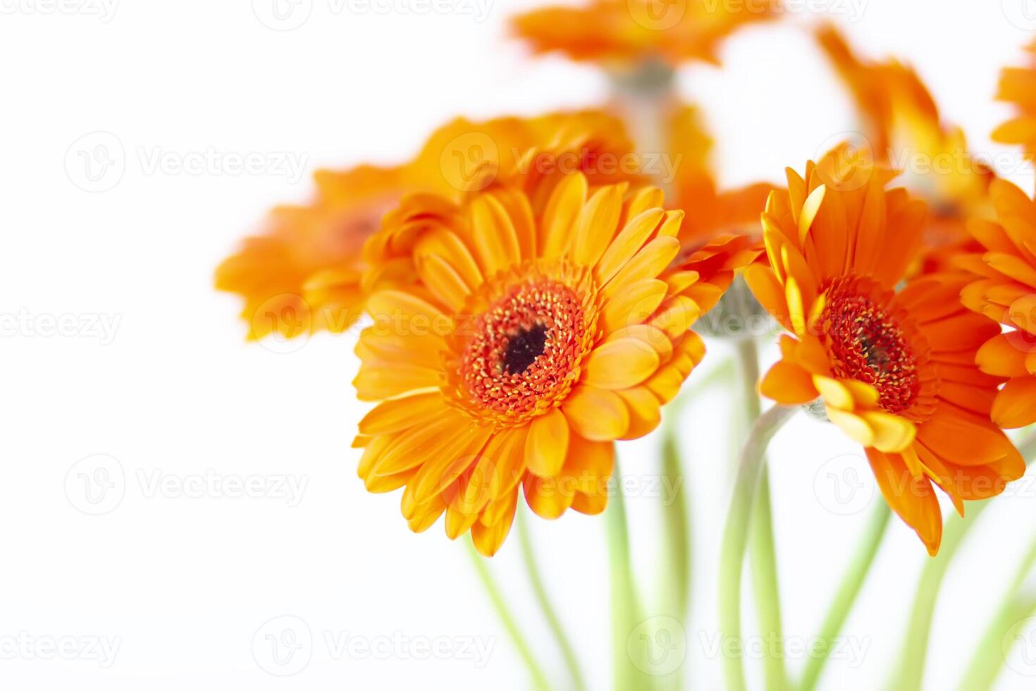 Bouquet of beautiful gerbera flowers. Minimalist floral background. photo