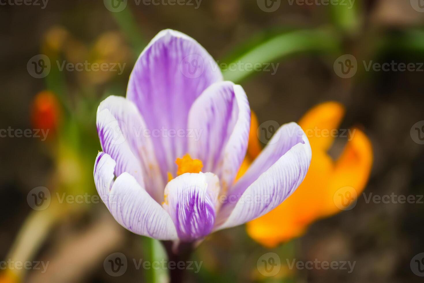 Spring beautiful crocus flowers blooming in a park in sunlight. photo