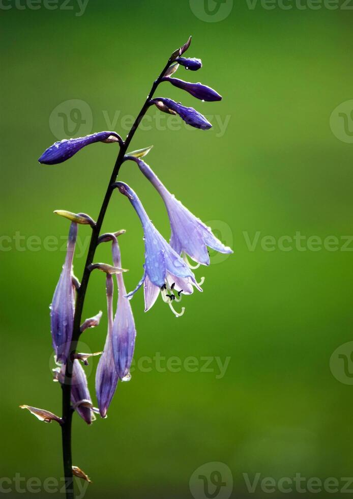 Garden campanula flower photo