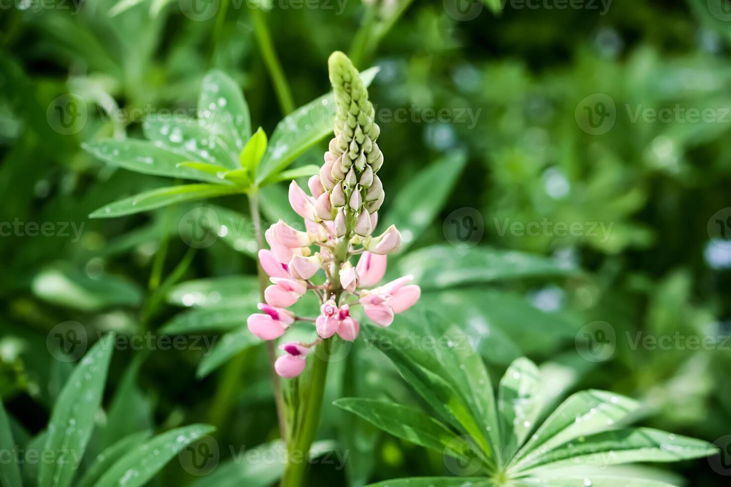 Lupinus plant in a summer garden. photo