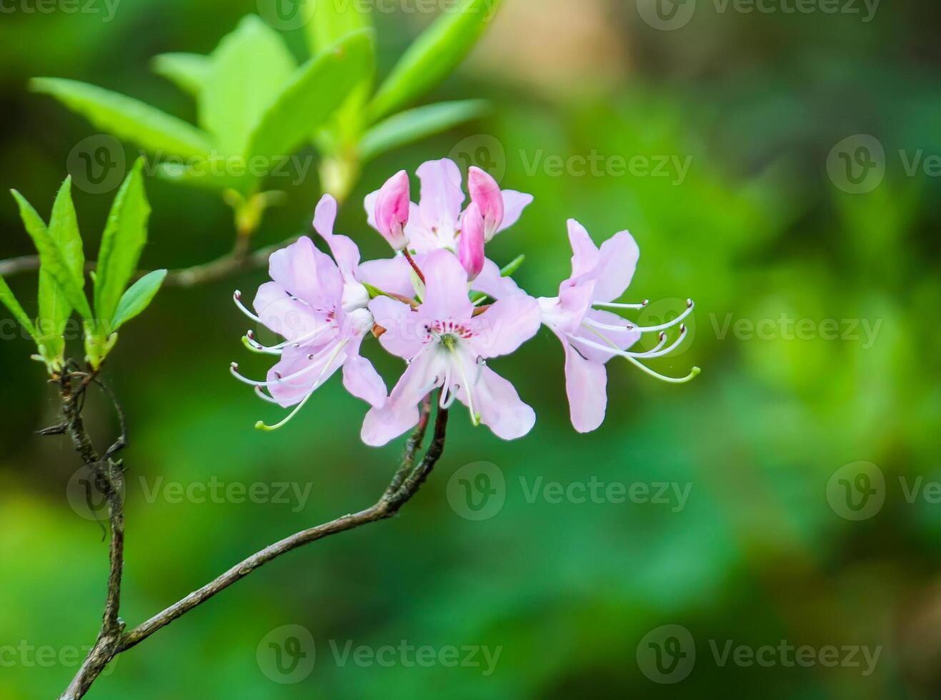 Bright spring bush flowers in sunlight close up. photo