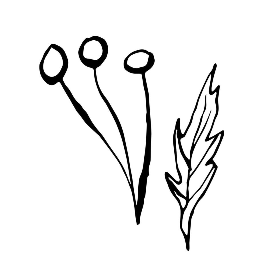 Sketch of Seaweed. algae illustration of the underwater world painted by black inks. Hand drawn Graphic line art of sea life. Underwater plants in outline style for design label, postcards vector