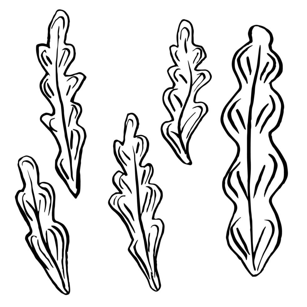 Set of Seaweed. algae illustration of the underwater world painted by black inks. Hand drawn Graphic line art of sea life. Underwater plants in outline style for design label, postcards vector