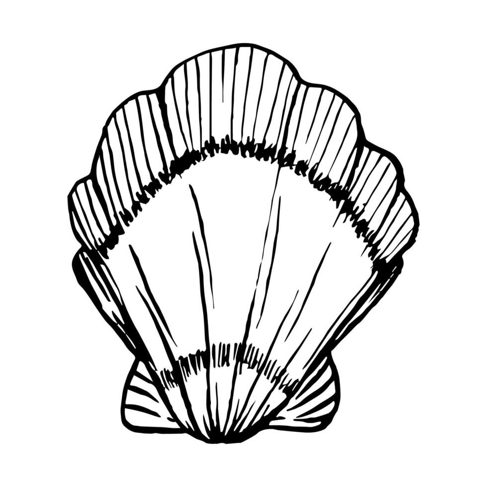 Line Art Illustration of Shell. Seashells in Black and White style. Drawing mollusk isolated on white background. Stylized graphics. Underwater world line art for design label, postcards vector