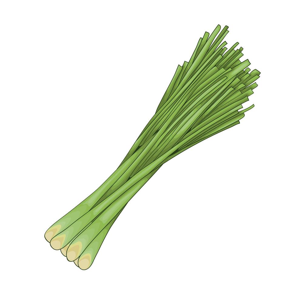 Lemongrass. A middle note in perfumery. Fresh Lemongrass Stalks Illustration. vector