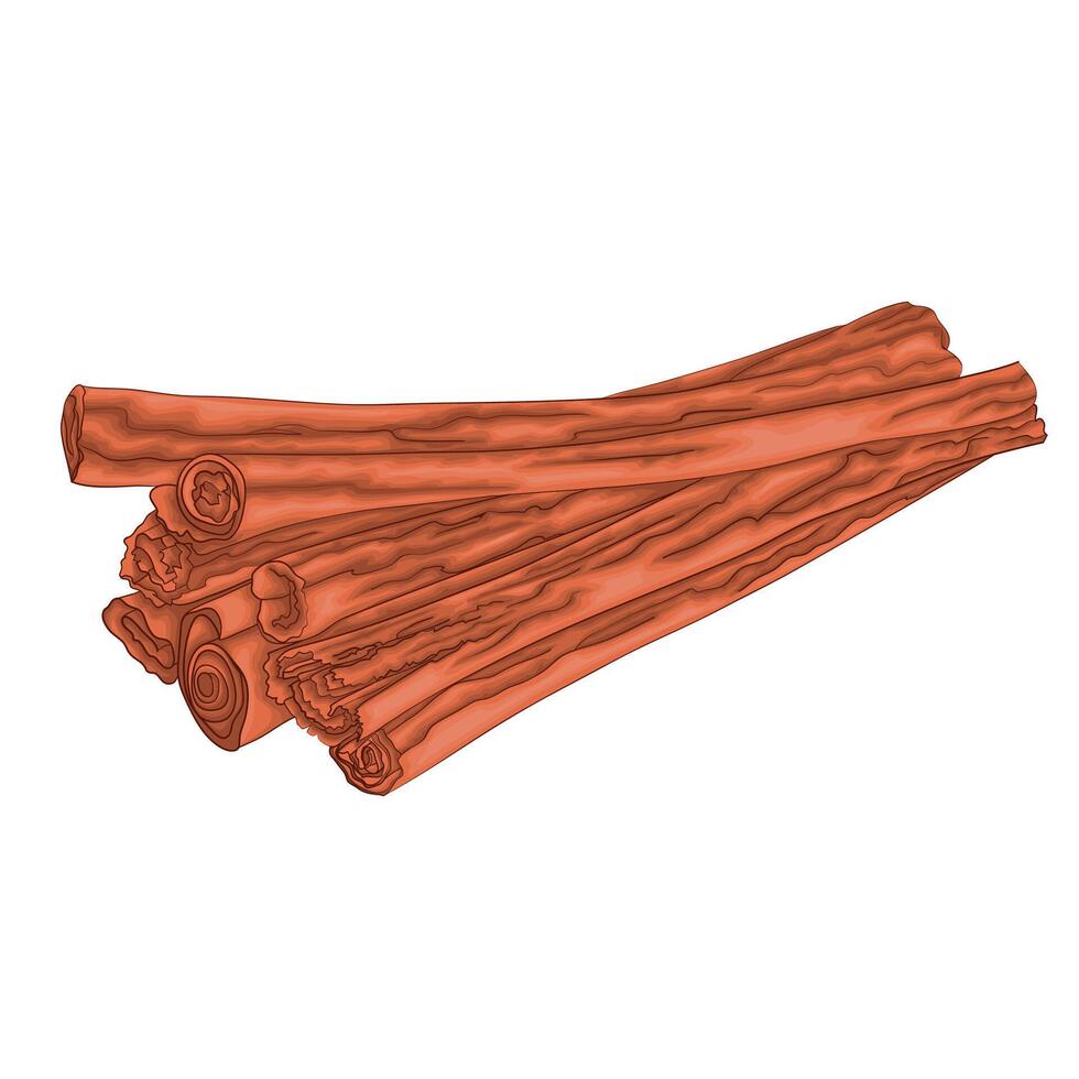 Hand-Drawn Illustration of Cinnamon Sticks. A base note in perfumery. Plant aromatic oil used to make perfumes. vector