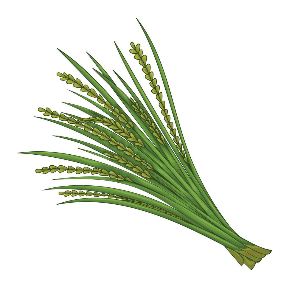 Vetiver. A base note in perfumery. Plant aromatic oil used to make perfumes. vector