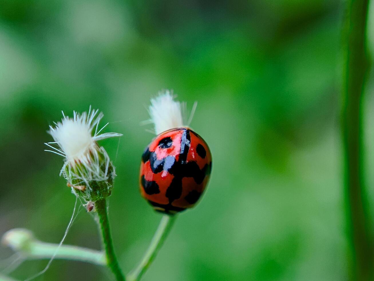 Koksi Beetle, Close-Up of a Colorful Insect on Green Leaf photo