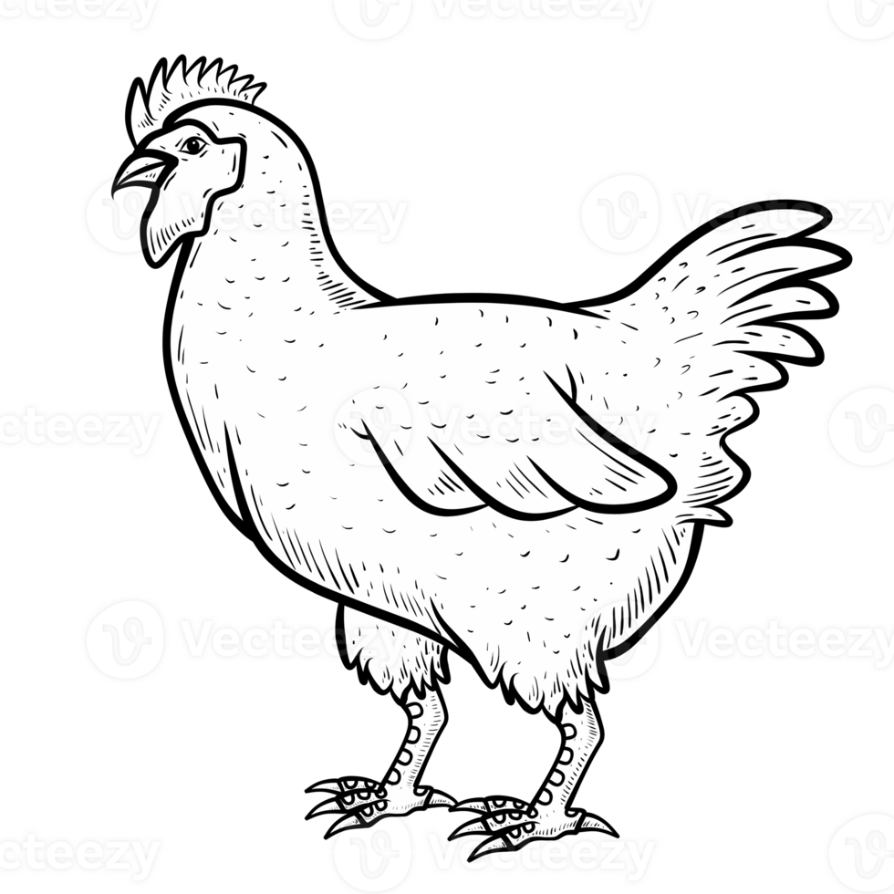 rooster isolated isolated png