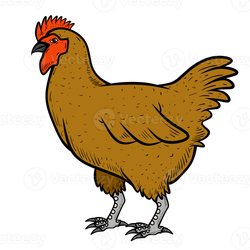 rooster isolated isolated png
