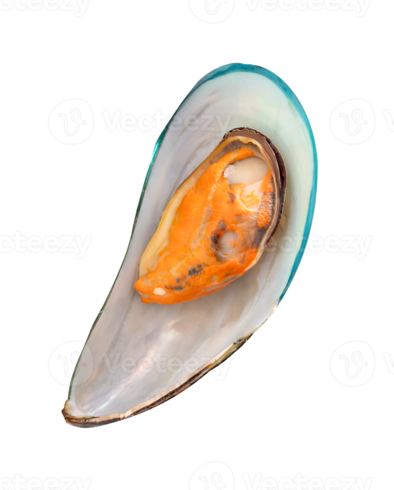 Top view of cooked or steamed green mussels isolated with clipping path in file format png