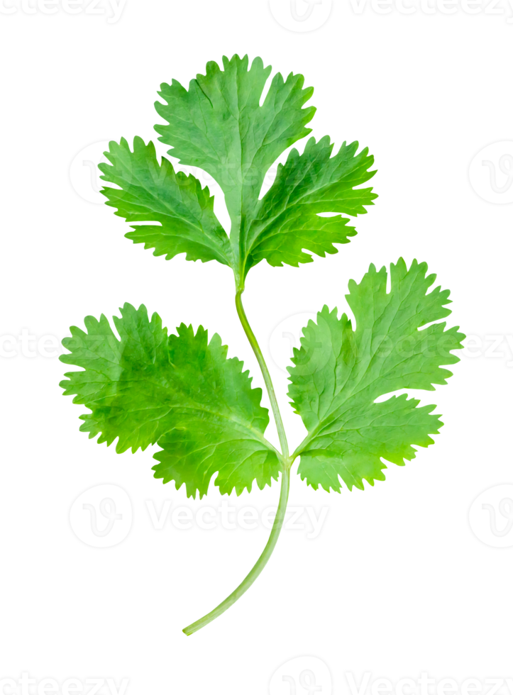 Top view of fresh green coriander leaf isolated in file format png
