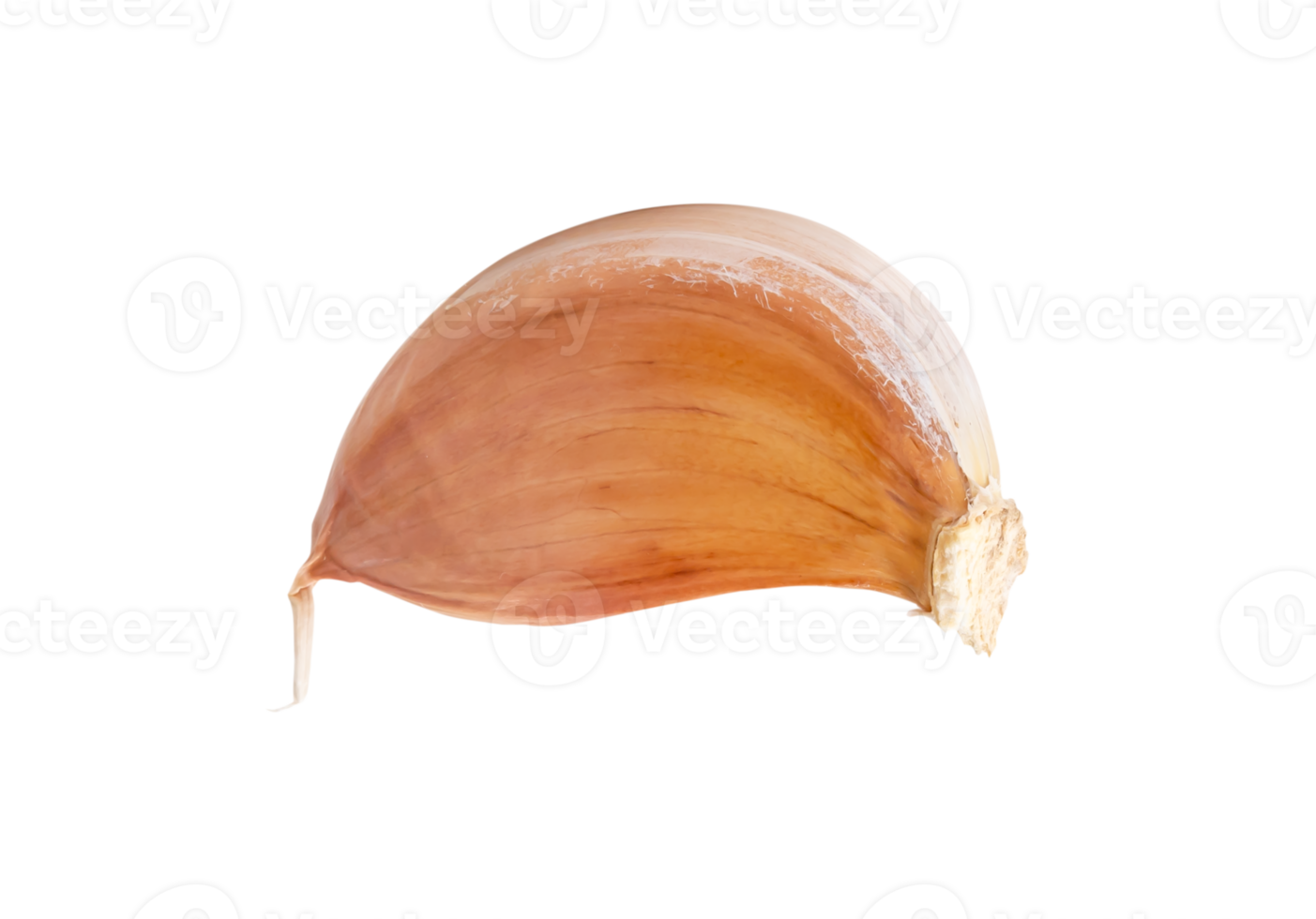 Single fresh unpeeled garlic clove isolated with clipping path in file format Thai herb concept png