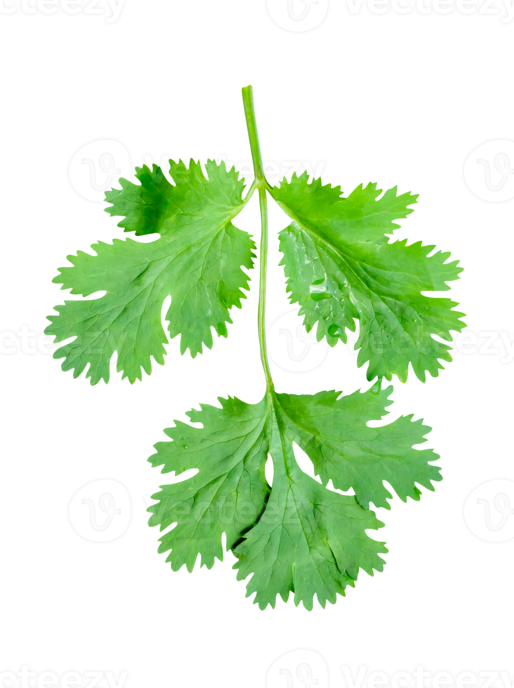 Top view of fresh green coriander leaf isolated in file format png