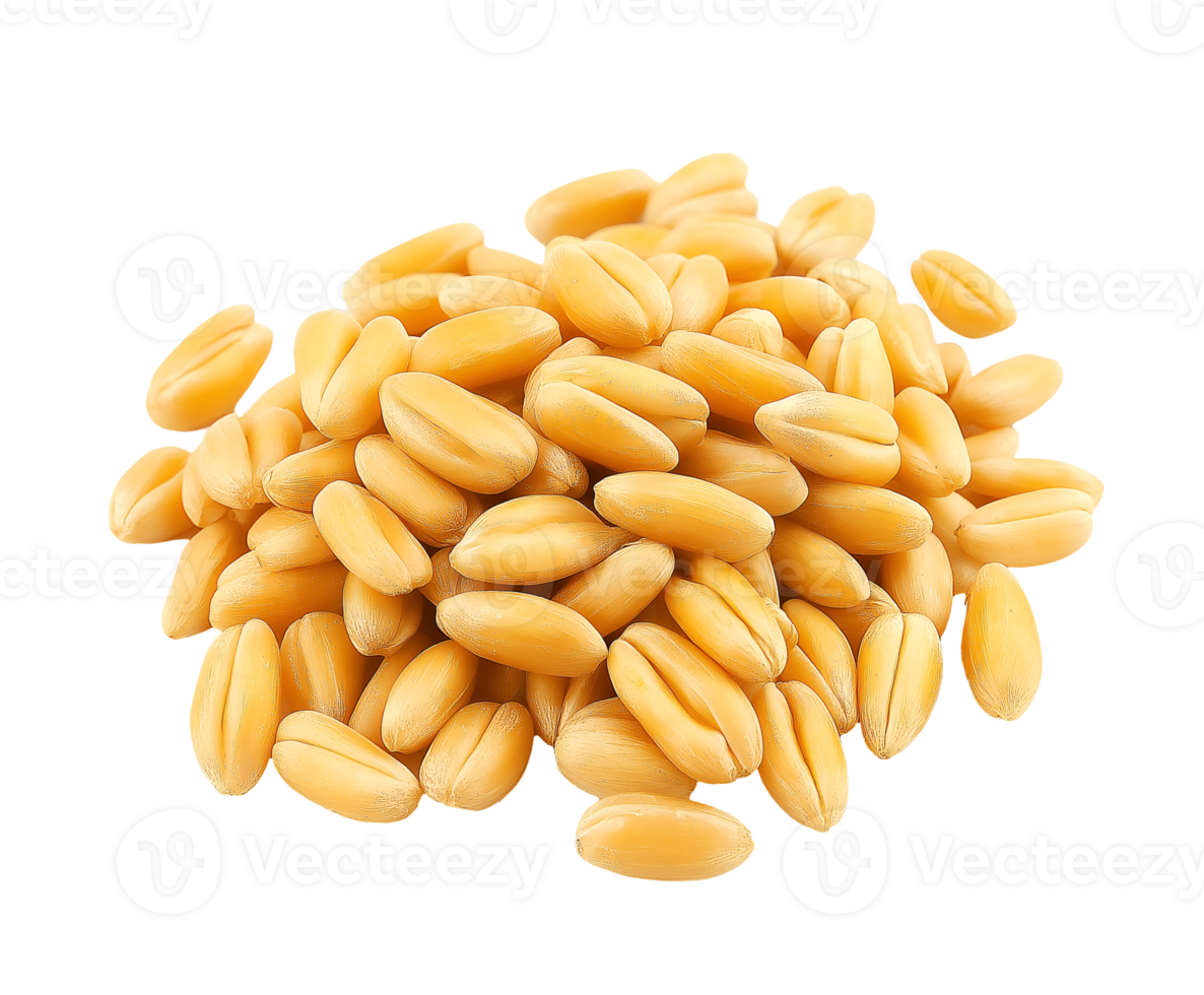 pile of golden wheat grains with detailed texture on an isolated background ideal for agricultural and culinary visuals png