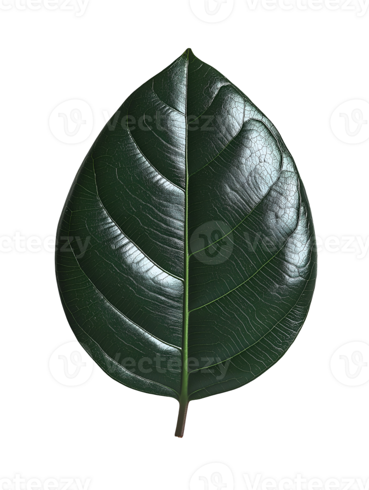 rubber plant leaf with shiny dark green surface and prominent veins isolated background png