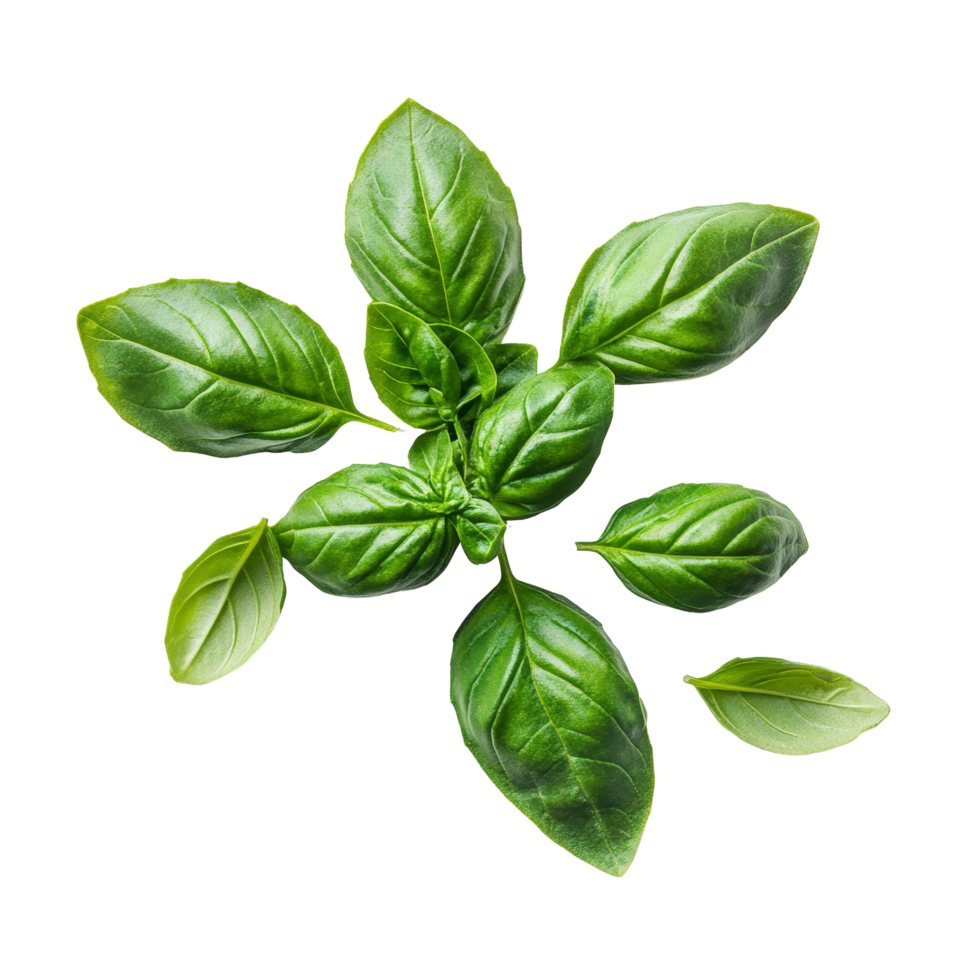 Fresh basil leaves arranged on a transparent background for culinary use and garnish ideas, Basil vegetable as food ingridient transparent background png