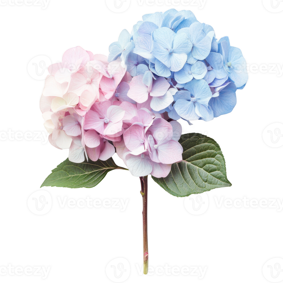 Beautiful hydrangea flowers in pink and blue hues with green leaves. Isolated on transparent background. png