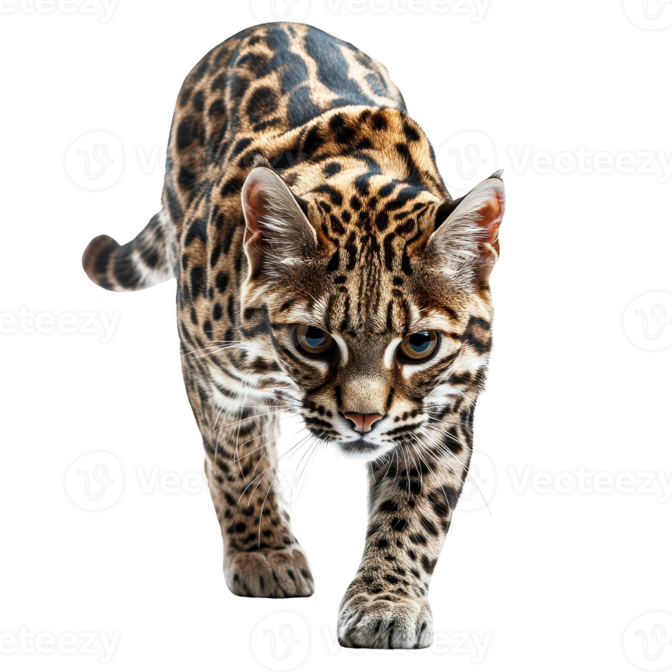 realistic leopard cat walking with fierce expression. Isolated on transparent background. png