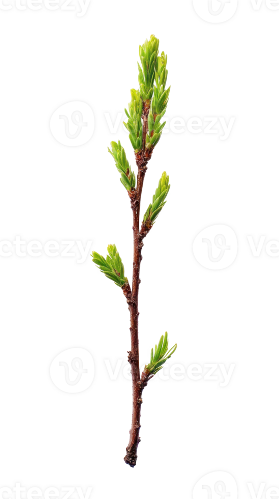 Young sprig of spruce isolate on transparent background png