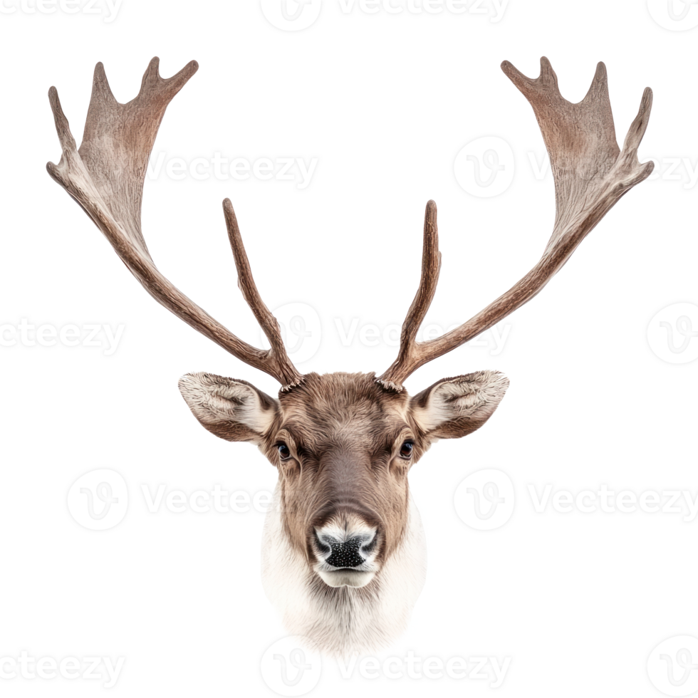 Reindeer antler front view isolate on transparent background png