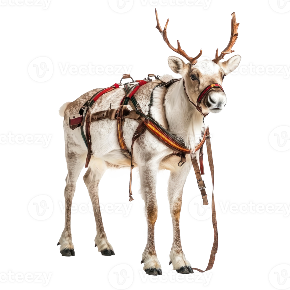 Reindeer in harness front view full length isolate on transparent background png