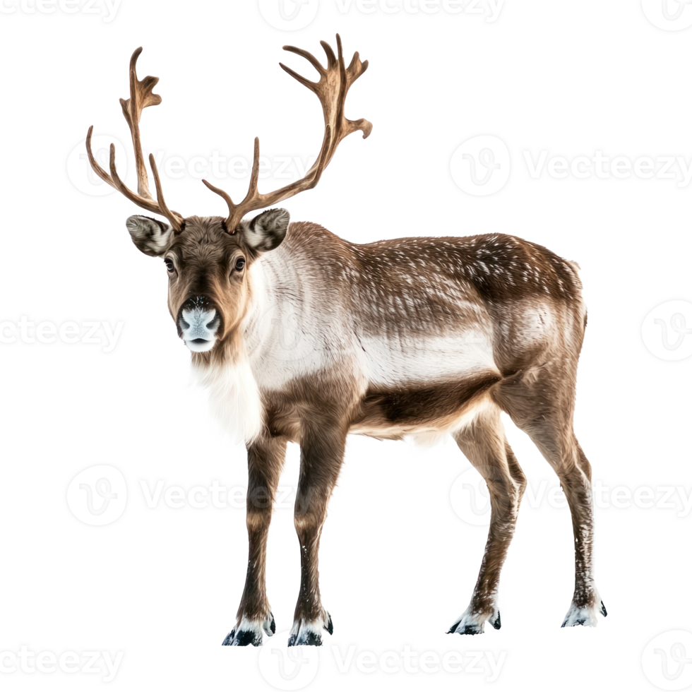 Santa Reindeer full length isolate on transparent background png
