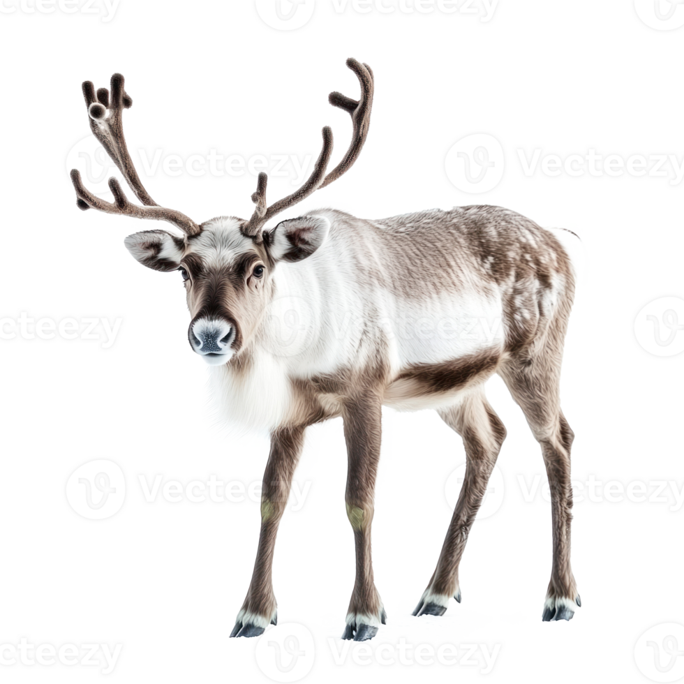 Reindeer isolate on transparent background png